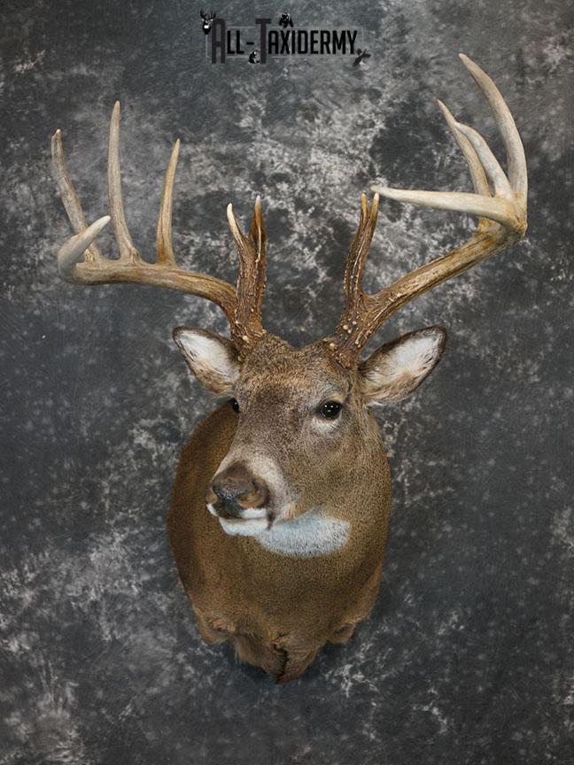 13 Point Whitetail taxidermy shoulder mount SKU 2248 - Image 2