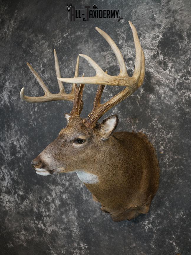 13 Point Whitetail taxidermy shoulder mount SKU 2248 - Image 6
