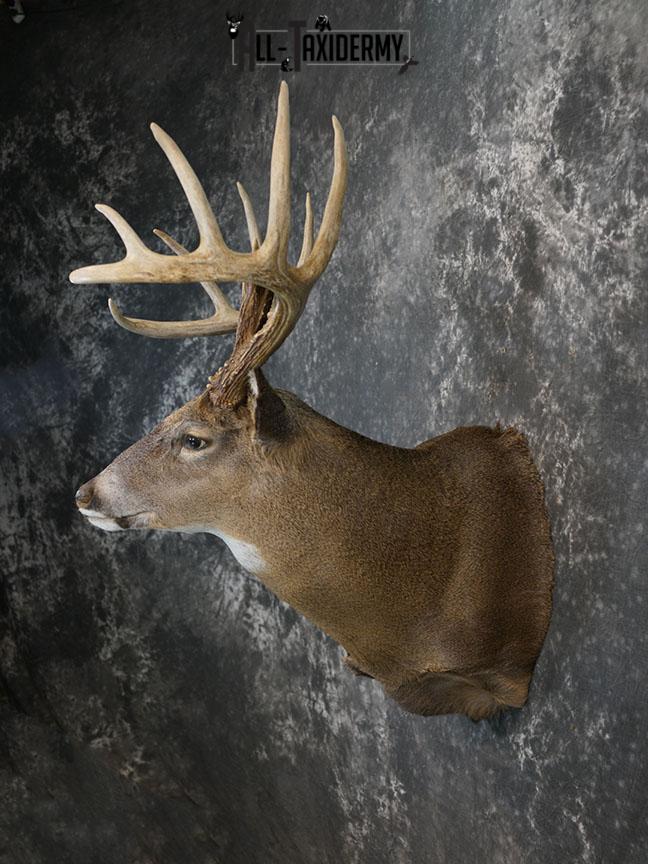 13 Point Whitetail taxidermy shoulder mount SKU 2248 - Image 5