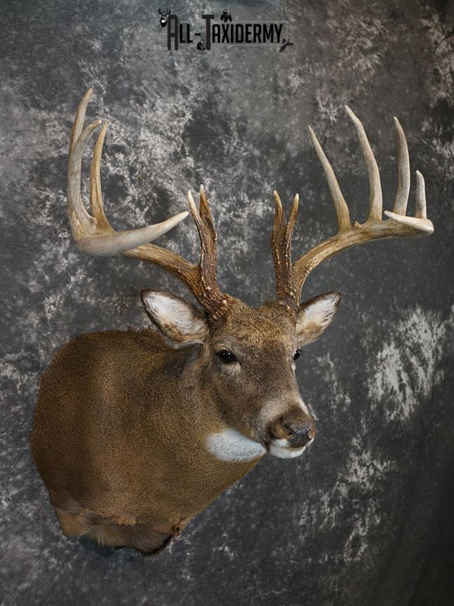 13 Point Whitetail taxidermy shoulder mount SKU 2248