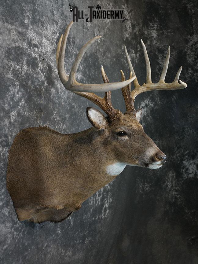 13 Point Whitetail taxidermy shoulder mount SKU 2248 - Image 3