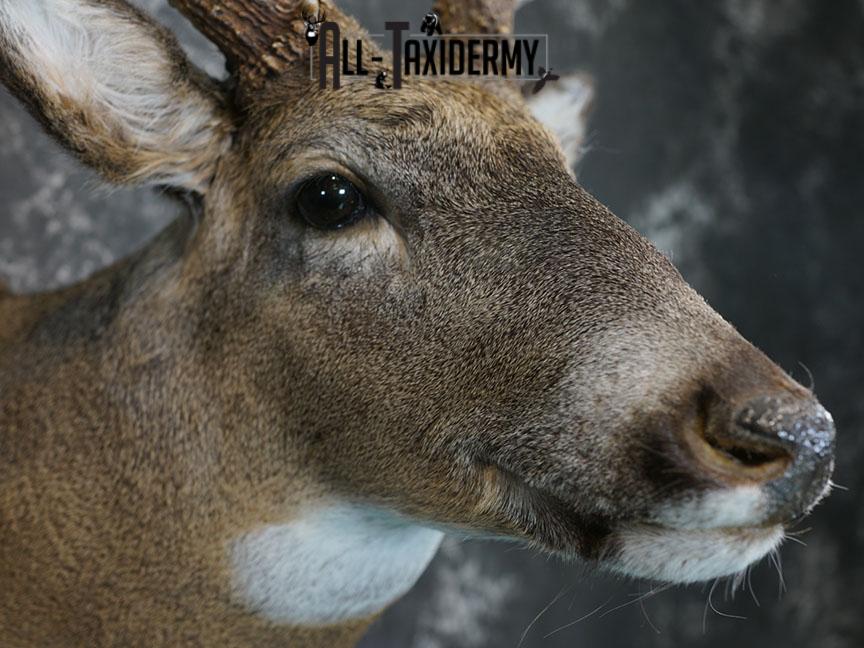 13 Point Whitetail taxidermy shoulder mount SKU 2248 - Image 7