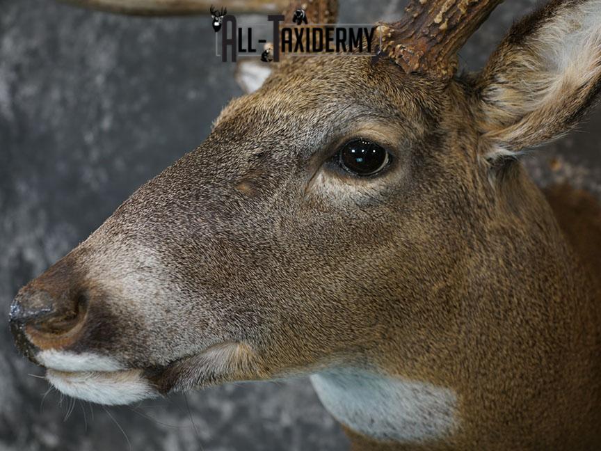 13 Point Whitetail taxidermy shoulder mount SKU 2248 - Image 8