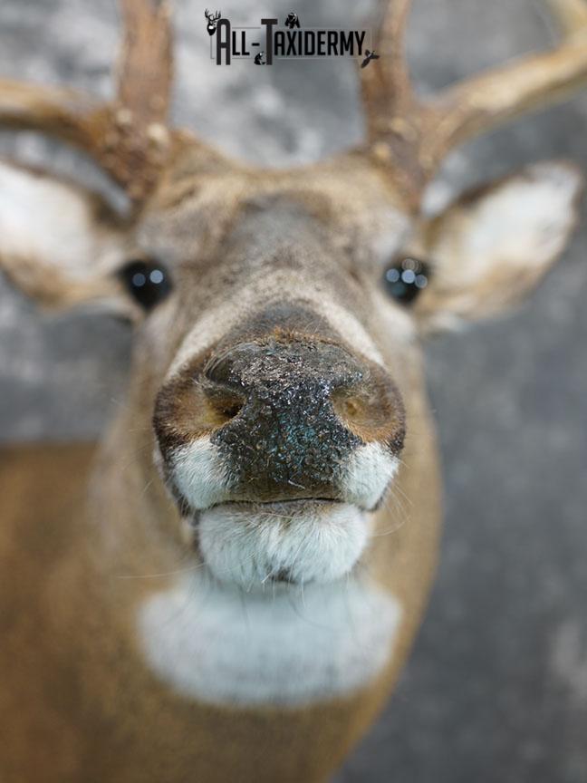13 Point Whitetail taxidermy shoulder mount SKU 2248 - Image 9