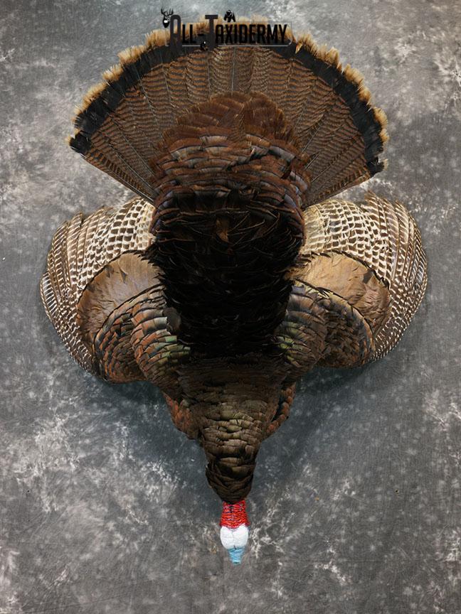 Hanging Harvested Turkey taxidermy mount SKU 2377