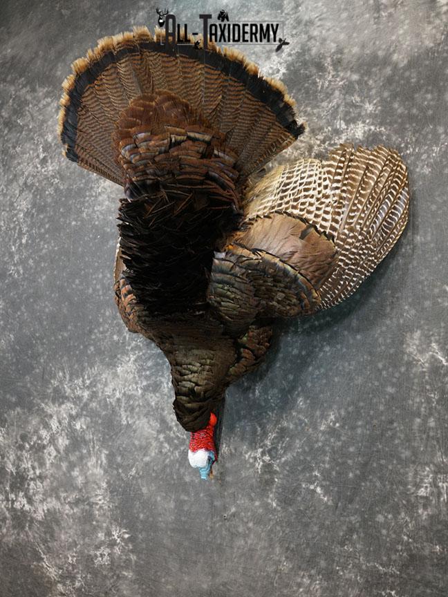Hanging Harvested Turkey taxidermy mount SKU 2377 - Image 2