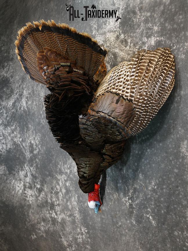 Hanging Harvested Turkey taxidermy mount SKU 2377 - Image 8
