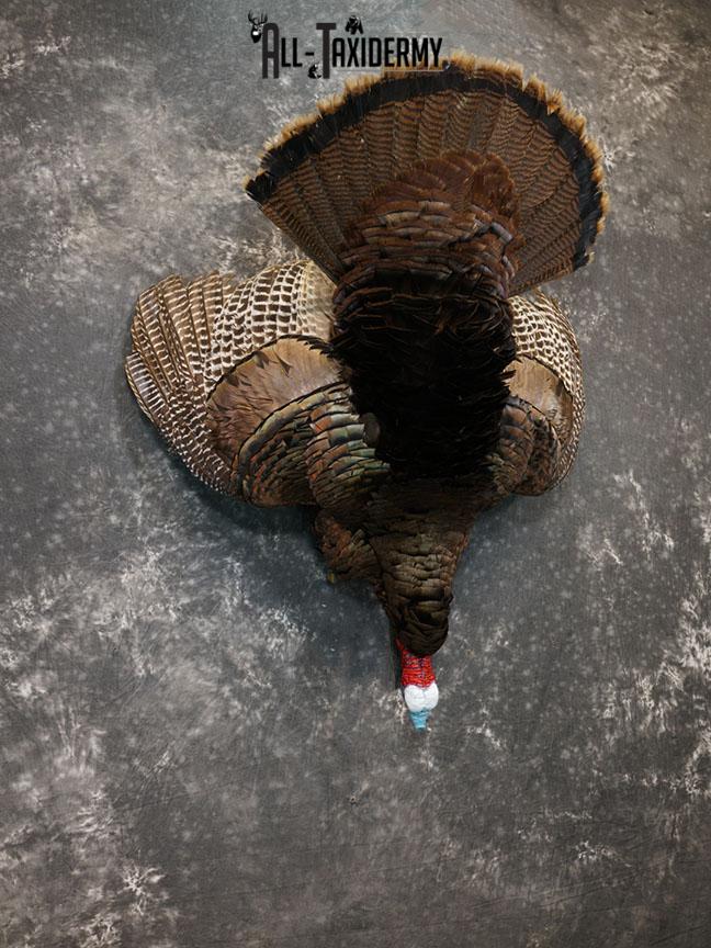 Hanging Harvested Turkey taxidermy mount SKU 2377 - Image 7