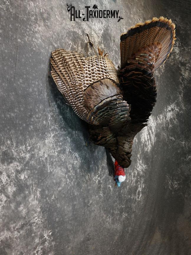 Hanging Harvested Turkey taxidermy mount SKU 2377 - Image 6