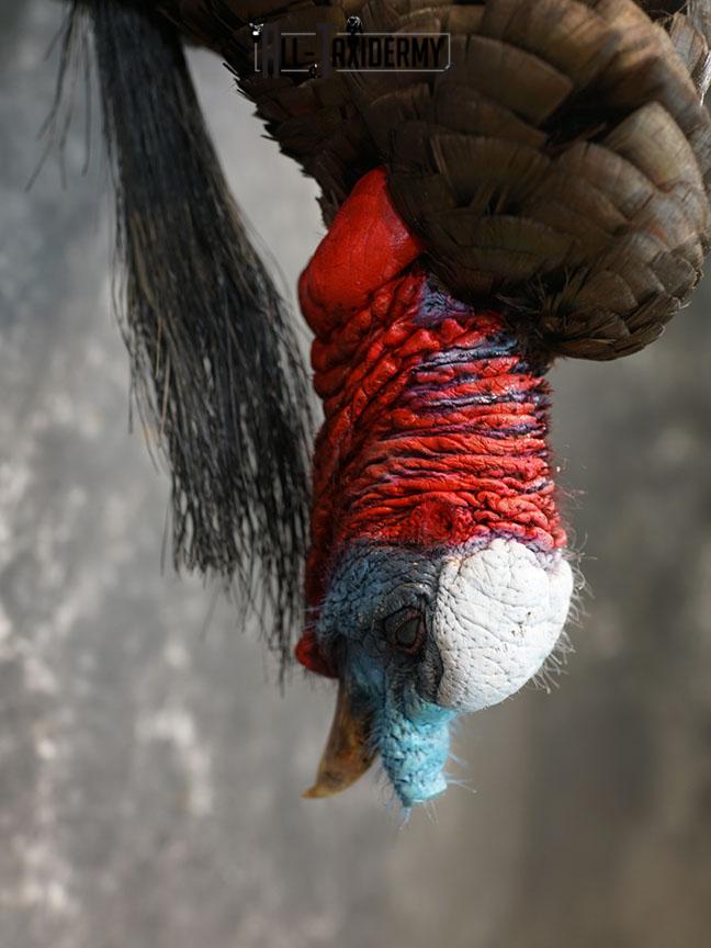 Hanging Harvested Turkey taxidermy mount SKU 2377 - Image 5