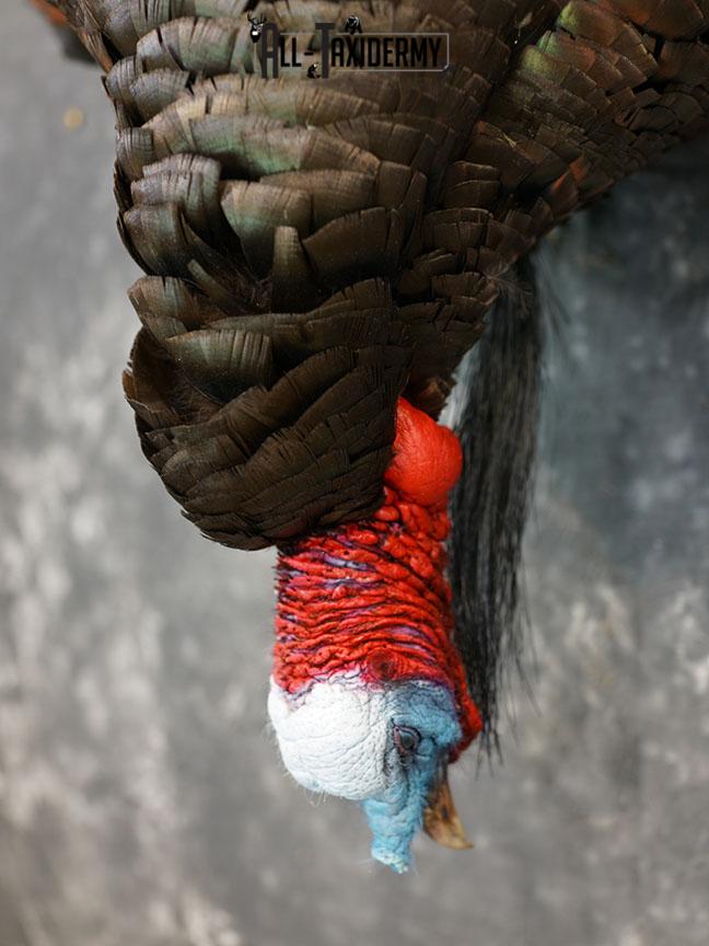 Hanging Harvested Turkey taxidermy mount SKU 2377 - Image 4