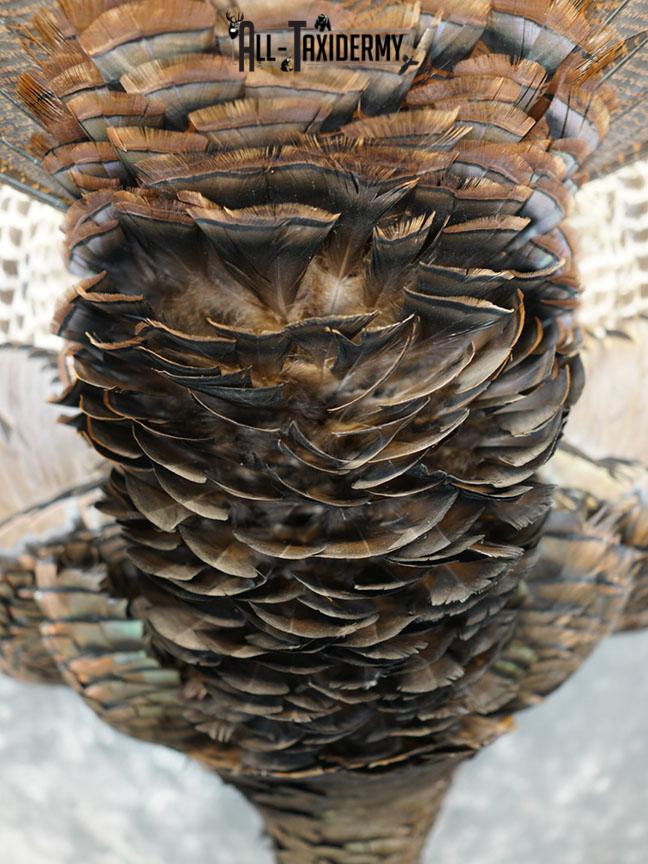 Hanging Harvested Turkey taxidermy mount SKU 2377 - Image 3
