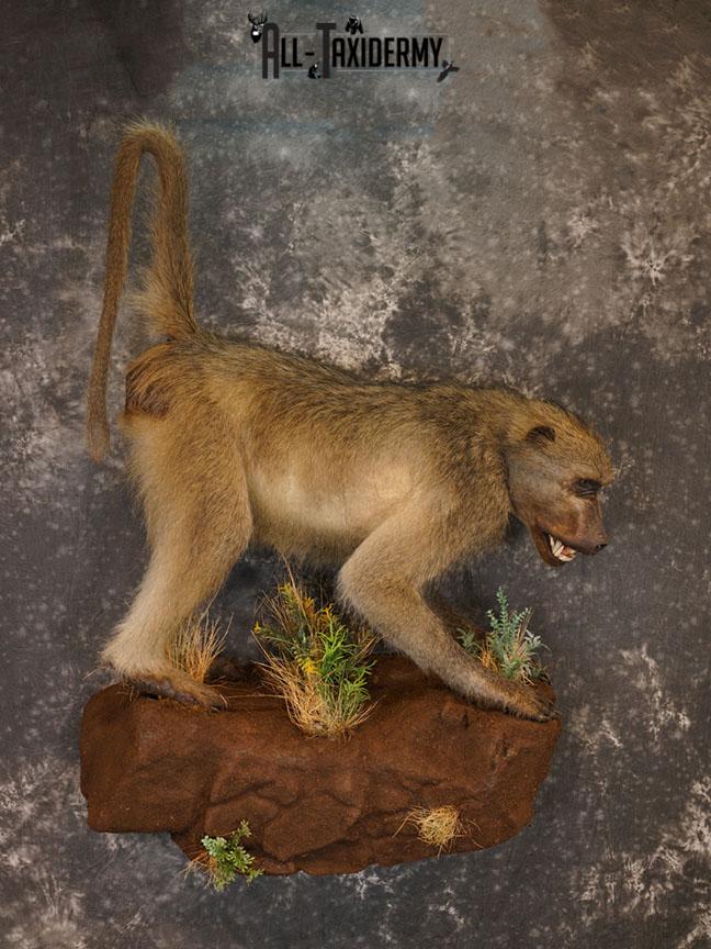African Chacma Full body Baboon taxidermy mount SKU 2370