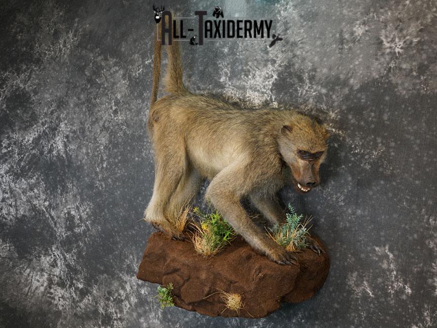 African Chacma Full body Baboon taxidermy mount SKU 2370 - Image 2