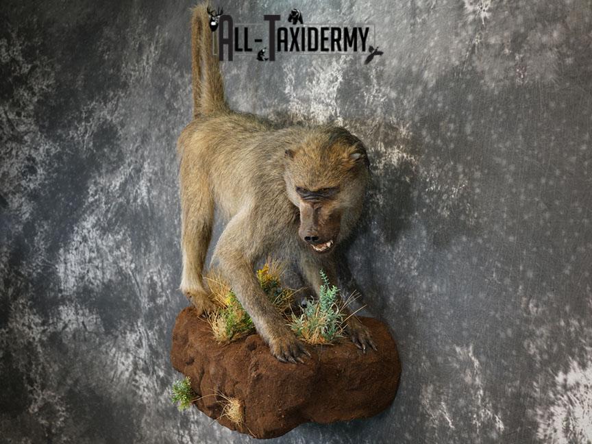 African Chacma Full body Baboon taxidermy mount SKU 2370 - Image 10