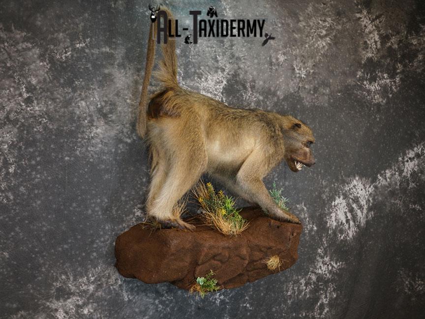 African Chacma Full body Baboon taxidermy mount SKU 2370 - Image 9