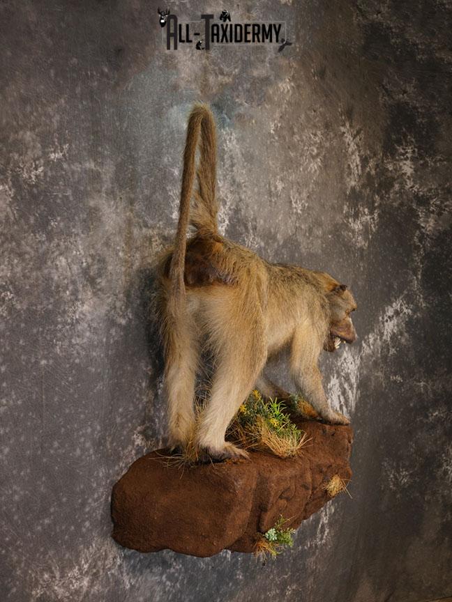 African Chacma Full body Baboon taxidermy mount SKU 2370 - Image 8