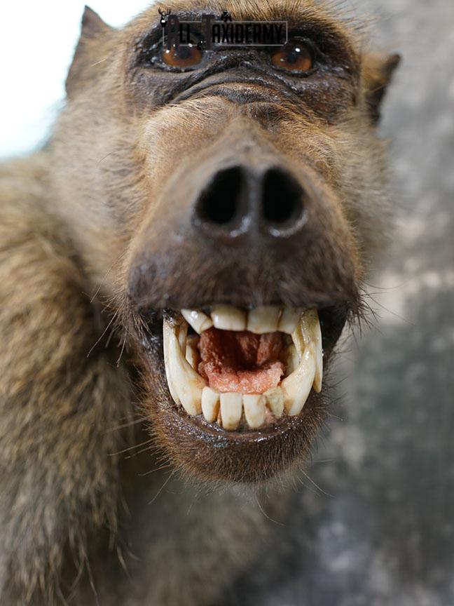 African Chacma Full body Baboon taxidermy mount SKU 2370 - Image 6