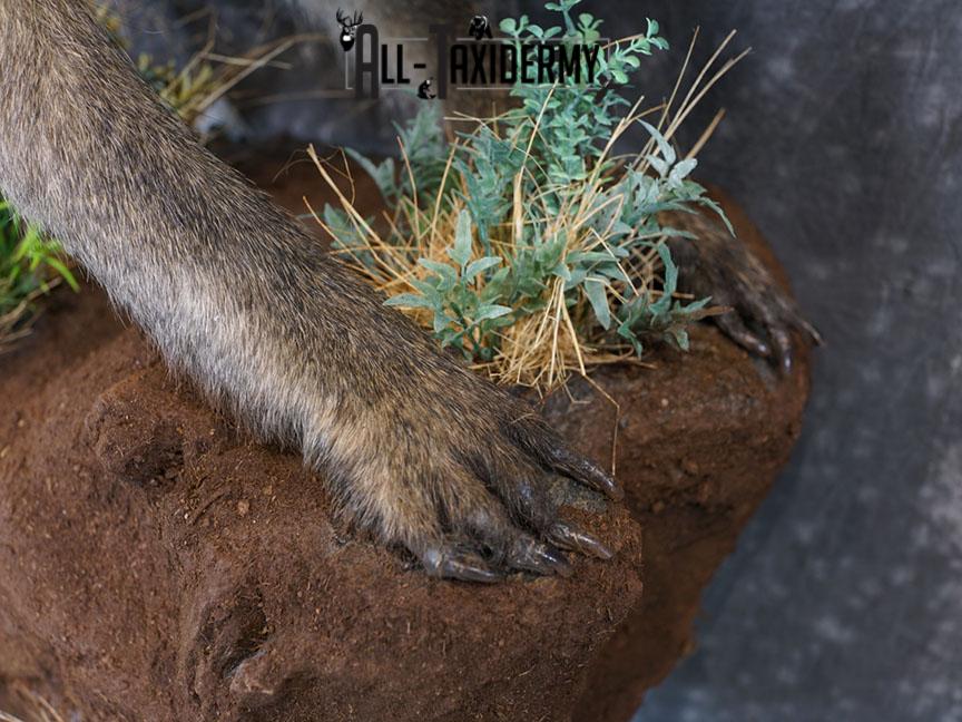 African Chacma Full body Baboon taxidermy mount SKU 2370 - Image 5