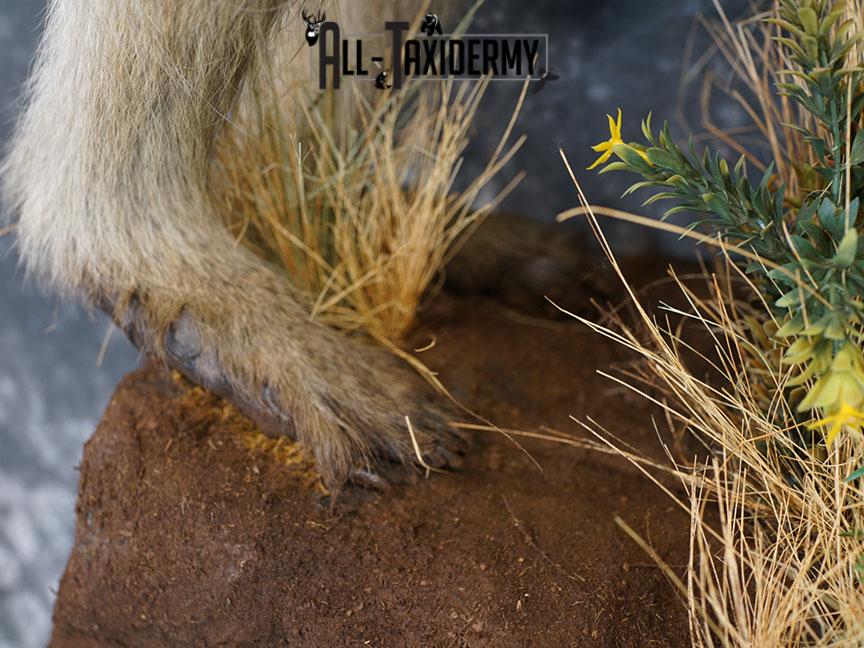 African Chacma Full body Baboon taxidermy mount SKU 2370 - Image 4