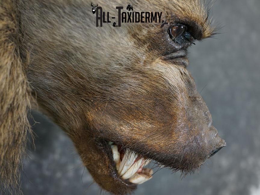 African Chacma Full body Baboon taxidermy mount SKU 2370 - Image 3