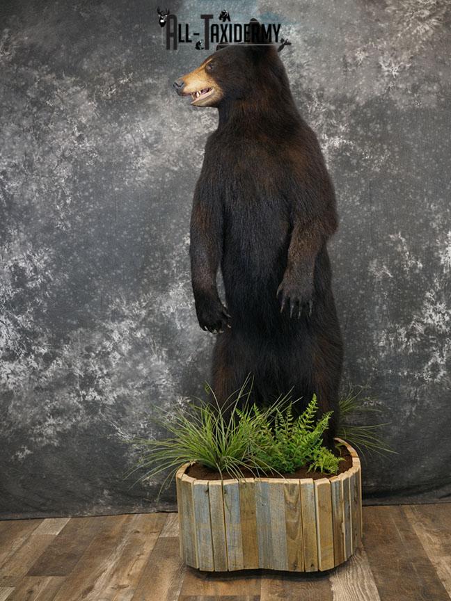 Full body Black bear taxidermy mount SKU 2375 - Image 2