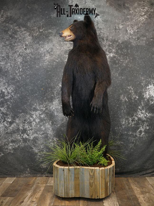 Full body Black bear taxidermy mount SKU 2375 - Image 10