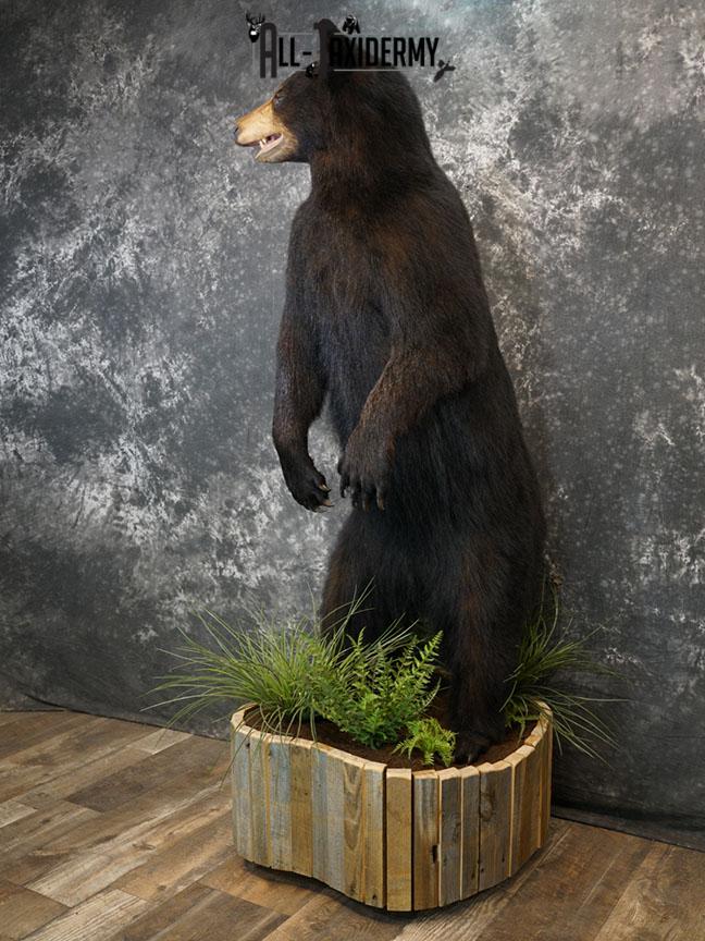 Full body Black bear taxidermy mount SKU 2375 - Image 9