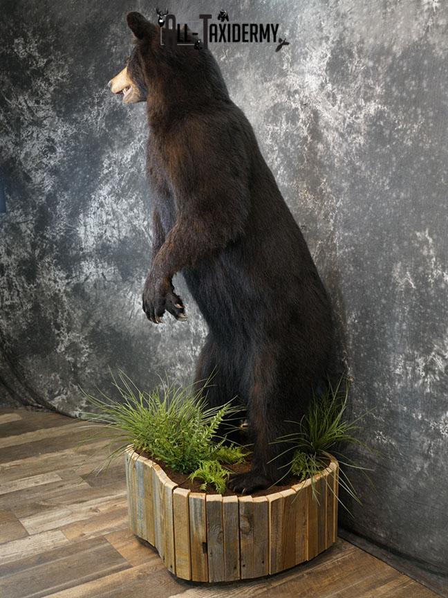 Full body Black bear taxidermy mount SKU 2375 - Image 8