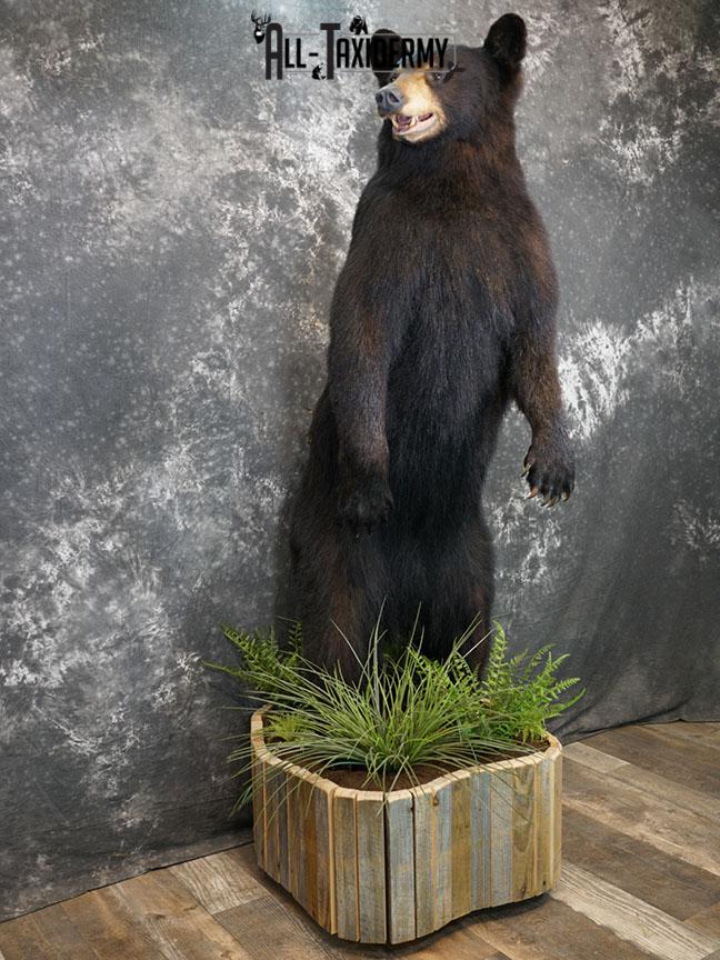 Full body Black bear taxidermy mount SKU 2375