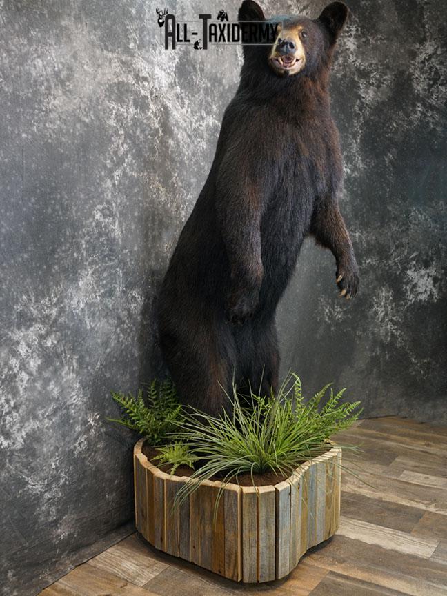 Full body Black bear taxidermy mount SKU 2375 - Image 6