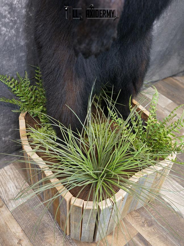 Full body Black bear taxidermy mount SKU 2375 - Image 5