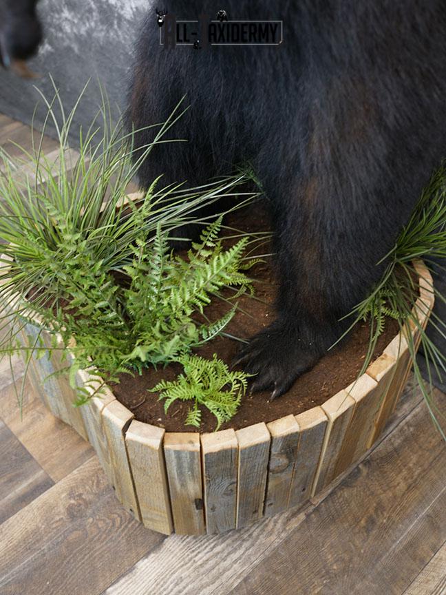 Full body Black bear taxidermy mount SKU 2375 - Image 4