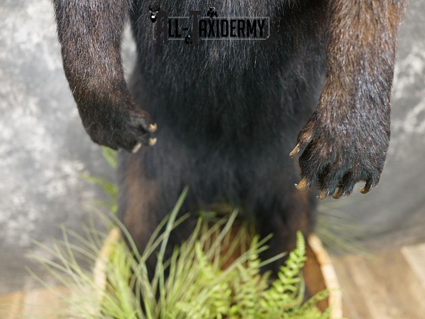 Full body Black bear taxidermy mount SKU 2375 - Image 3