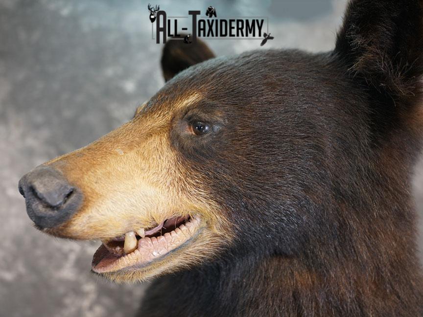 Full body Black bear taxidermy mount SKU 2375 - Image 11