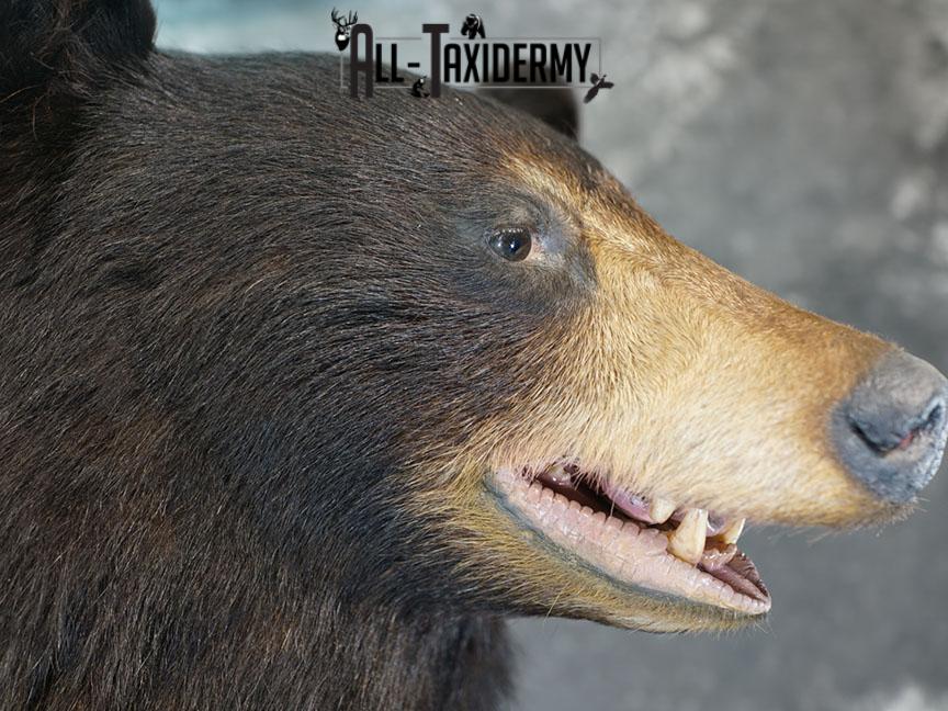 Full body Black bear taxidermy mount SKU 2375 - Image 12