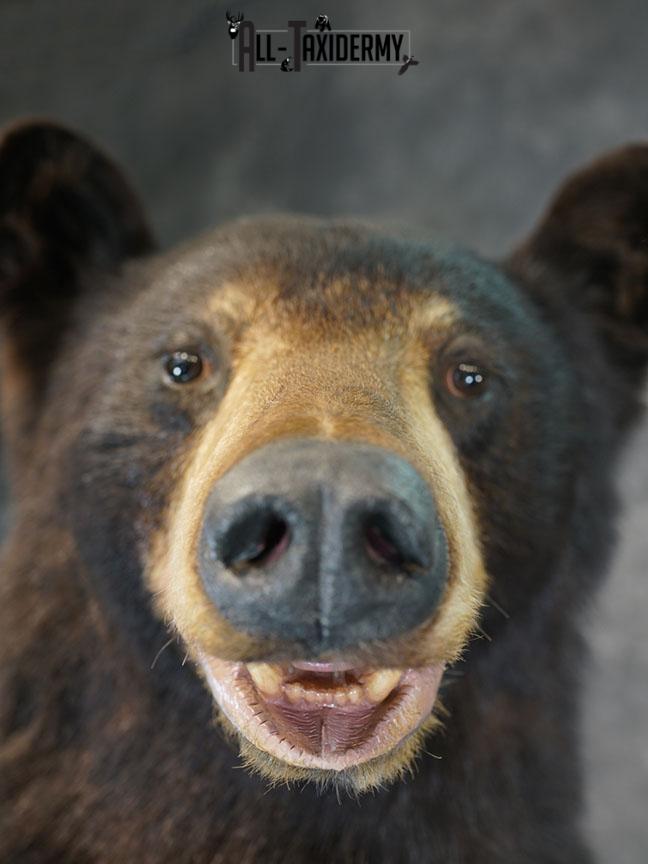 Full body Black bear taxidermy mount SKU 2375 - Image 13