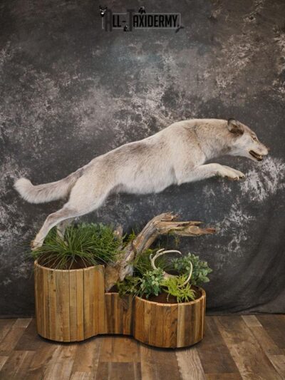 Blue Full Body Wolf Taxidermy Mount for sale SKE 2215