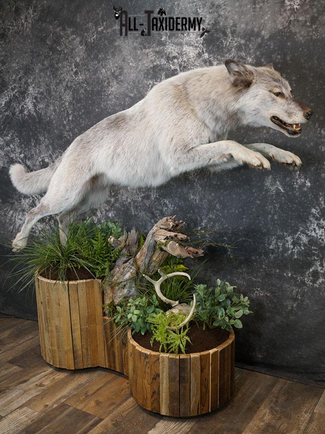 Blue Full Body Wolf Taxidermy Mount for sale SKE 2215 - Image 2
