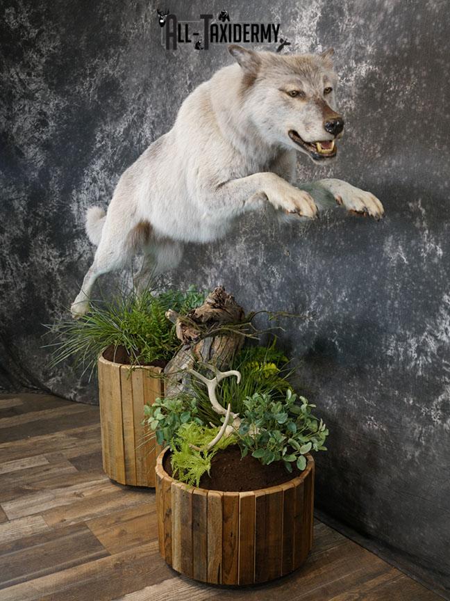 Blue Full Body Wolf Taxidermy Mount for sale SKE 2215 - Image 13