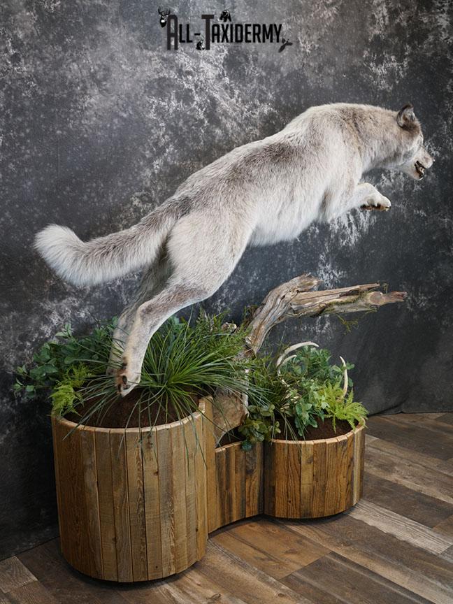 Blue Full Body Wolf Taxidermy Mount for sale SKE 2215 - Image 12