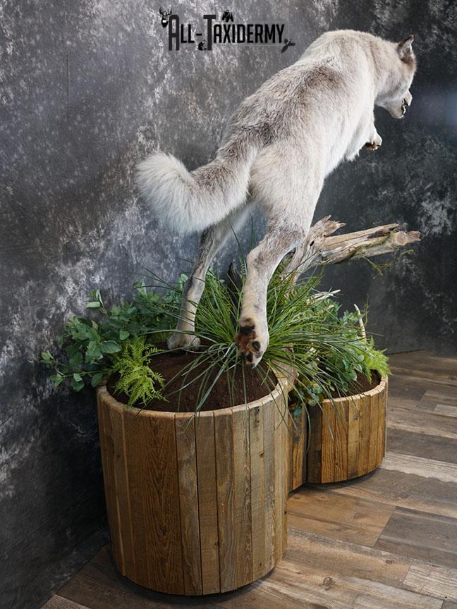 Blue Full Body Wolf Taxidermy Mount for sale SKE 2215 - Image 11
