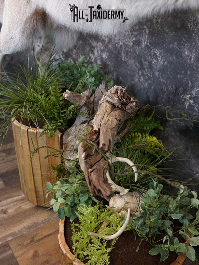 Blue Full Body Wolf Taxidermy Mount for sale SKE 2215 - Image 9