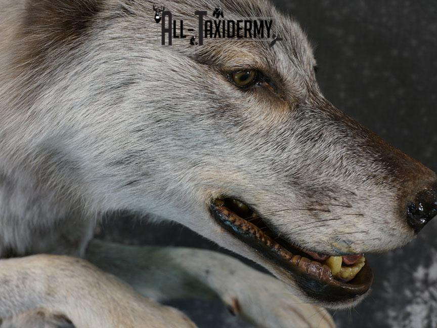 Blue Full Body Wolf Taxidermy Mount for sale SKE 2215 - Image 15