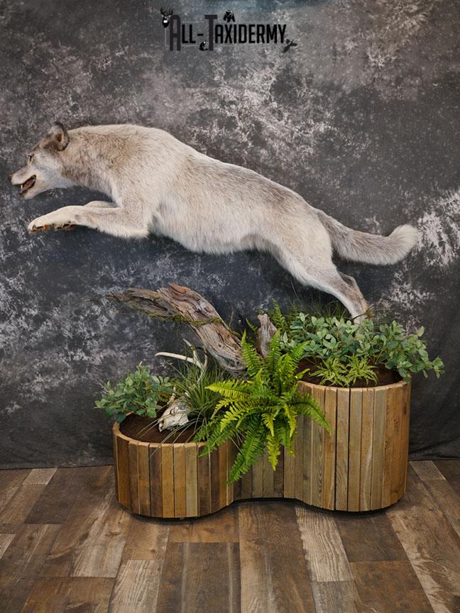 Blue Full Body Wolf Taxidermy Mount for sale SKE 2215 - Image 8