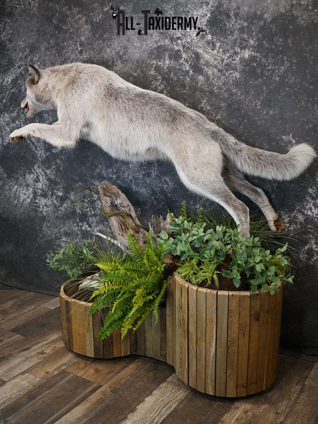Blue Full Body Wolf Taxidermy Mount for sale SKE 2215 - Image 7