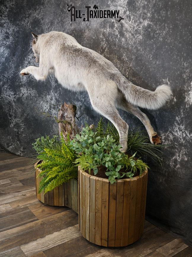 Blue Full Body Wolf Taxidermy Mount for sale SKE 2215 - Image 6