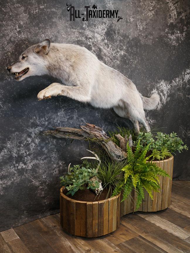 Blue Full Body Wolf Taxidermy Mount for sale SKE 2215 - Image 5