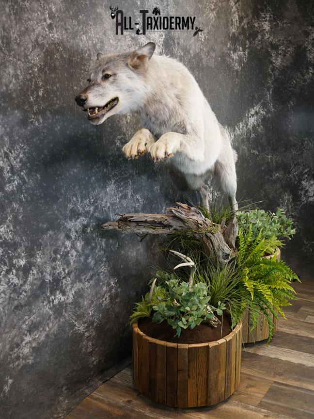 Blue Full Body Wolf Taxidermy Mount for sale SKE 2215 - Image 4