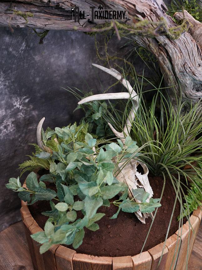 Blue Full Body Wolf Taxidermy Mount for sale SKE 2215 - Image 3